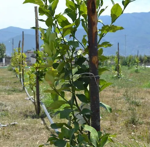 Beatrice Bed & Breakfast Pompei